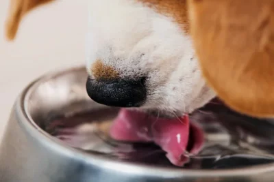 o-que-dar-para-hidratar-o-cachorro