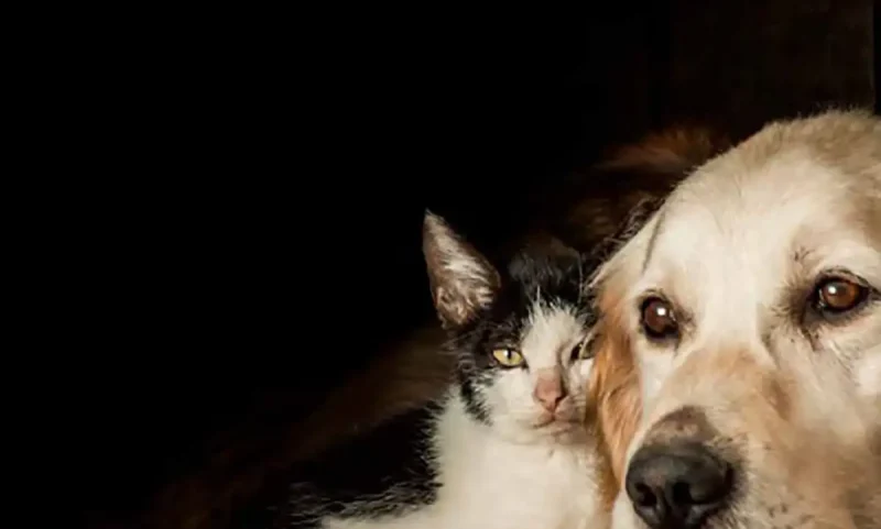cao-gato