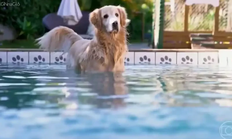 cao-piscina